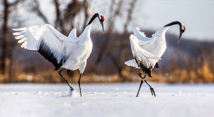 Two Japanese Cranes are dancing on the snow. Japan. Hokkaido. Tsurui.  