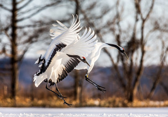 Two Japanese cranes are lending on the snow. Japan. Hokkaido. Tsurui.