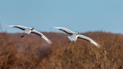 Two Japanese Cranes in flight. Japan. Hokkaido. Tsurui.  