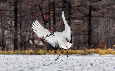 Japanese crane is standing in the snow and spread its wings. Japan. Hokkaido. Tsurui.
