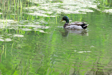 Male duck swims in the water, Dutch wildlife photography, bird photo, Dutch nature, Anatidae