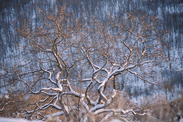 Frozen forest at sunset