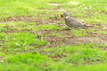 City pigeon walks through the park, Dutch wildlife photography, bird photo, Dutch nature