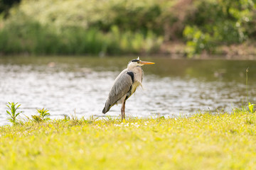Heron by the water waiting for prey to eat, Dutch wildlife photography, bird photo, Dutch nature The herons are long-legged freshwater and coastal birds in the family Ardeidae