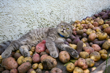 cat lies on a potato crop