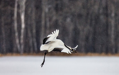 Japanese Crane is lending on the snow. Japan. Hokkaido. Tsurui.  