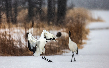 Japanese Crane is lending on the snow. Japan. Hokkaido. Tsurui.  