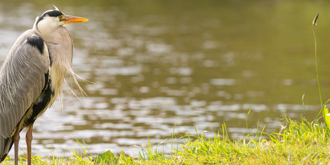 Heron by the water waiting for prey to eat, Dutch wildlife photography, bird photo, Dutch nature The herons are long-legged freshwater and coastal birds in the family Ardeidae