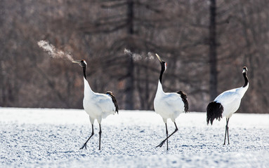 Obraz premium Two Japanese cranes are walking together in the snow and scream mating sounds. Frost. There is steam from the beaks. Japan. Hokkaido. Tsurui. 