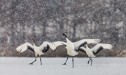 Japanese Cranes are standing in the snow and spread its wings in snow snowstorm. Japan. Hokkaido. Tsurui.
