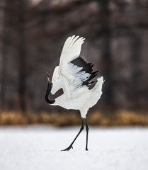 Japanese crane performs its mating dance alone. Japan. Hokkaido. Tsurui.