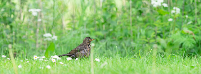 Female Blackbird is in the grass looking for food, Dutch wildlife photography, bird photo, Dutch nature
