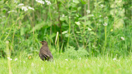 Female Blackbird is in the grass looking for food, Dutch wildlife photography, bird photo, Dutch nature