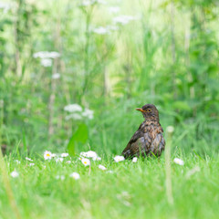Female Blackbird is in the grass looking for food, Dutch wildlife photography, bird photo, Dutch nature