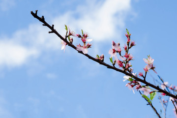 FLORECER
