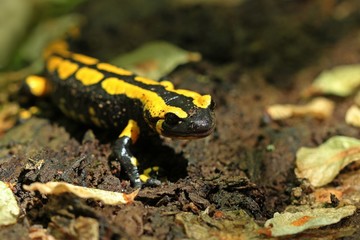 Feuersalamander (Salamandra salamandra) im Nationalpark Kellerwald