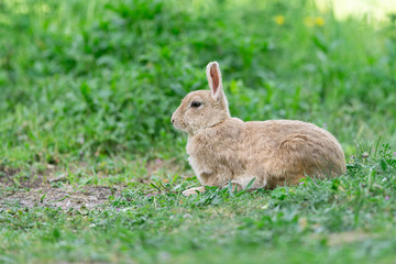 Blond wild rabbit sitting in the green grass, wildlife photo, Dutch wildlife photography, rabbit photo, Dutch nature