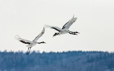 Two Japanese Cranes in flight. Japan. Hokkaido. Tsurui.  