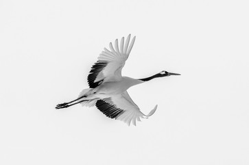 Japanese crane in flight. Japan. Hokkaido. Tsurui.