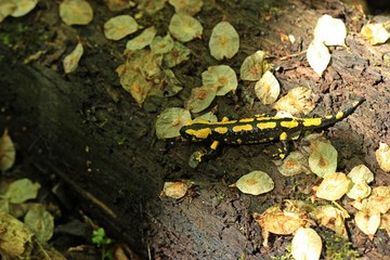 Feuersalamander (Salamandra salamandra) im Nationalpark Kellerwald