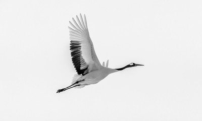 Japanese crane in flight. Japan. Hokkaido. Tsurui.