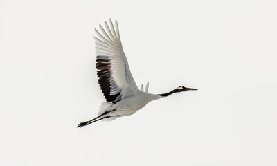 Japanese crane in flight. Japan. Hokkaido. Tsurui.
