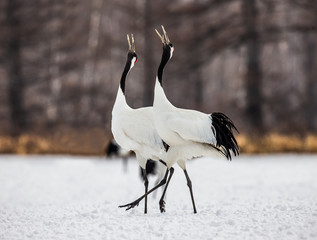 Two Japanese cranes are walking together in the snow and scream mating sounds. Japan. Hokkaido. Tsurui.  