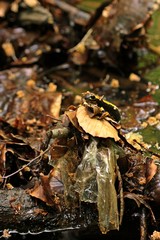 Feuersalamander (Salamandra salamandra) auf Plastik im Bach