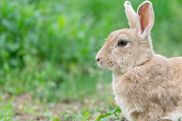 Naklejka na ściany i meble Blond wild rabbit sitting in the green grass, wildlife photo, Dutch wildlife photography, rabbit photo, Dutch nature