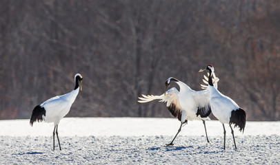 Japanese Cranes are dancing on the snow. Japan. Hokkaido. Tsurui.  