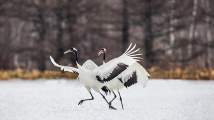 Two Japanese cranes are lending on the snow. Japan. Hokkaido. Tsurui. © gudkovandrey