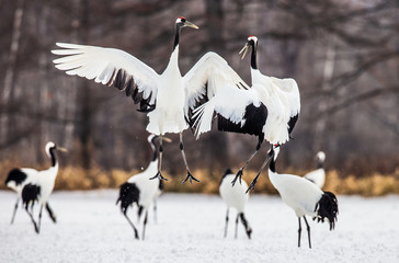 Two Japanese Cranes are dancing on the snow. Japan. Hokkaido. Tsurui.