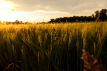 Fototapeta premium Beautiful sunset over cultivated wheat crop field in the background and single wild grass in the foreground