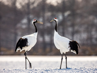 Two Japanese Cranes are walking on the snow. Japan. Hokkaido. Tsurui.