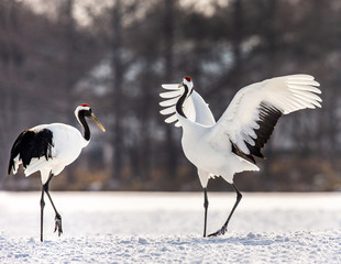 Two Japanese Cranes are dancing on the snow. Japan. Hokkaido. Tsurui.  