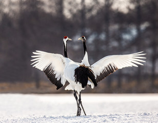 Two Japanese Cranes are dancing on the snow. Japan. Hokkaido. Tsurui.  