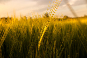Close up photo of wheat grass and seeds in the beautiful, cultivated field at golden sunset sunlight © Miroslav Posavec