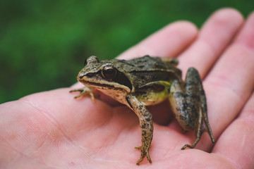 frog in the hand