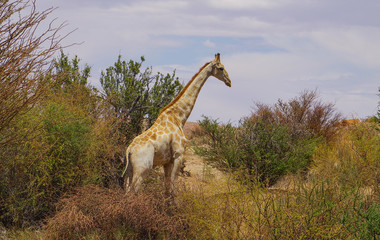 Giraffen im Haweqwa Naturschutzgebiet Südafrika