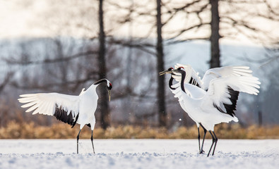 Japanese Cranes are dancing on the snow. Japan. Hokkaido. Tsurui.  