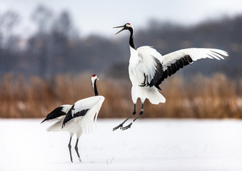 Two Japanese Cranes are dancing on the snow. Japan. Hokkaido. Tsurui.  
