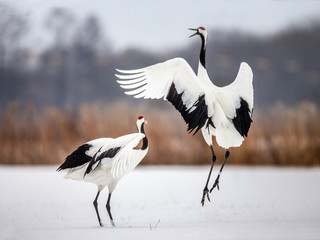 Two Japanese Cranes are dancing on the snow. Japan. Hokkaido. Tsurui.  