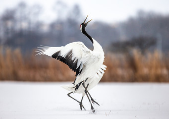 Japanese crane is standing in the snow and spread its wings. Japan. Hokkaido. Tsurui. © gudkovandrey
