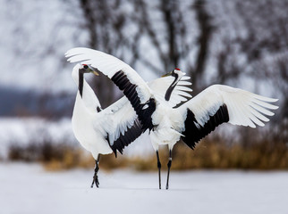 Two Japanese Cranes are dancing on the snow. Japan. Hokkaido. Tsurui. 