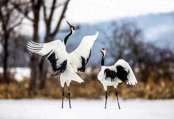 Two Japanese Cranes are dancing on the snow. Japan. Hokkaido. Tsurui. 