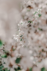 Blooming apple tree in the garden, 
white flowers on a green background
