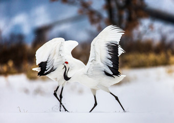 Two Japanese Cranes are dancing on the snow. Japan. Hokkaido. Tsurui. 