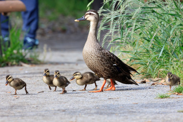 Parent and child of a spot-billed duck on a walk