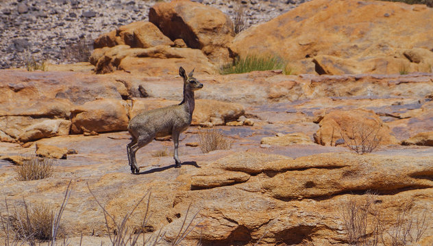 Klippspringer im Naturreservat im Augrabies Falls National Park S&uuml;dafrika 