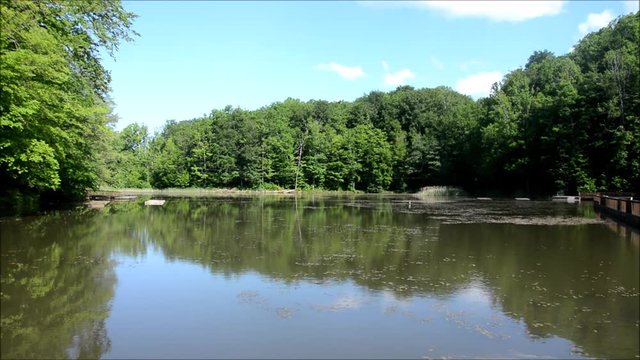 landscape with a lake, green forest and birds singing